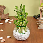 3 Layer Lucky Bamboo Plant