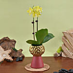 Mini Yellow Holland Orchid Arrangement