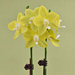 Mini Yellow Holland Orchid Arrangement