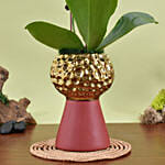 Mini Yellow Holland Orchid Arrangement