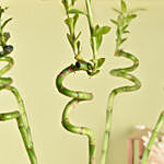 نبتة ساق البامبو في وعاء زجاجي شفاف