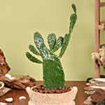Cactus Gemengd Plant in Beautiful Planter