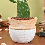 Cactus Gemengd Plant in Beautiful Planter