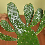 Cactus Gemengd Plant in Beautiful Planter