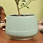 Calamansi or Lemon Plant