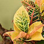 Croton Plant Beauty