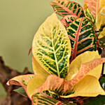 Croton Plant Beauty