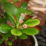 Crown of Thorns Plant Small
