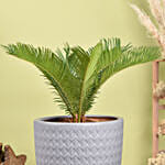 Cycas Palm Plant Medium in Ceramic Plant