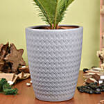 Cycas Palm Plant Medium in Ceramic Plant