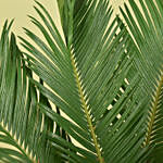 Cycas Palm Plant Medium in Ceramic Plant