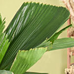 Decorative Fiji Fan Palm Plant