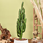 Euphorbia Candelabrum Cactus Plant
