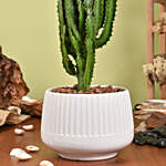 Euphorbia Candelabrum Cactus Plant