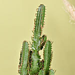 Euphorbia Candelabrum Cactus Plant