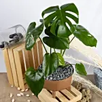 Magical Monstera Delicosa Plant