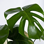 نبات مونستيرا القفص الصدري الأخضر في أصيص بني