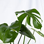 Magical Monstera Delicosa Plant