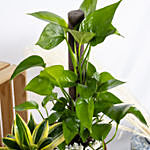 Marble Queen Pothos with Snake Plant