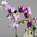 Orchid Plants Beauty Arrangement