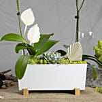 Orchid Plants Beauty Arrangement