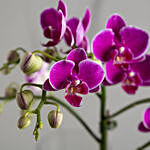 Orchid Plants Beauty Arrangement