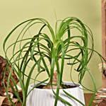 Ponytail Palm Small