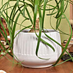Ponytail Palm Small