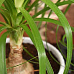 Ponytail Palm Small