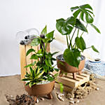 Radiant Air purifying Plants Duo