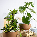 Radiant Air purifying Plants Duo