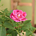 Rose Plant Medium