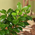 S Shape Ficus Bonsai in Premium Planter