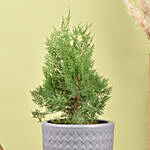 Thuja or White Cedar Plant