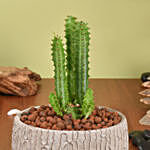 Trigona Cactus in a Textured