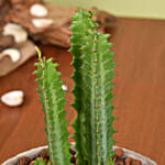 Trigona Cactus in a Textured