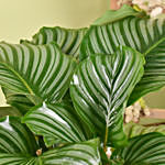 Alocasia Plant Beauty