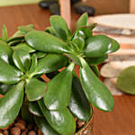 Crassula Ovata Good Luck Plant