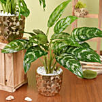 Dieffenbachia and Maria Aglaonema Plant Beauty