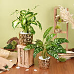 Dieffenbachia and Maria Aglaonema Plant Beauty