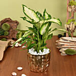 Dieffenbachia Small Easy to Maintain Plant