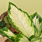 Dieffenbachia Small Easy to Maintain Plant