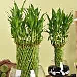 Duo of Lucky Bamboo Wheel Plant