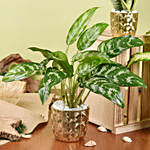 Gold Pot Air Purifying Plants Collection