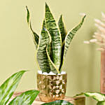 Gold Pot Air Purifying Plants Collection