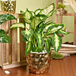 Gold Pot Air Purifying Plants Collection