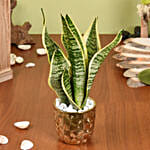 Gold Sansevieria in Premium Planter