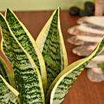 Gold Sansevieria in Premium Planter