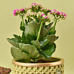 Kalanchoe Plant with Photo Lamp