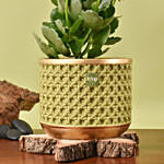 Kalanchoe Plant with Photo Lamp